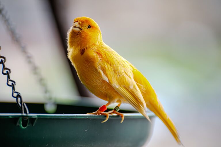 Comment assurer la santé et le bonheur de nos compagnons à plumes ?