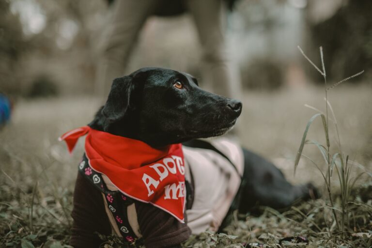 Pourquoi adopter des animaux handicapés ?