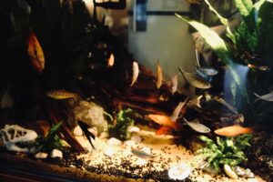 Comment garantir la santé et le bien-être de nos amis à nageoires et à écailles ?