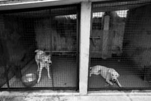 Faut-il vraiment adopter un animal en souffrance sans y réfléchir à deux fois ?