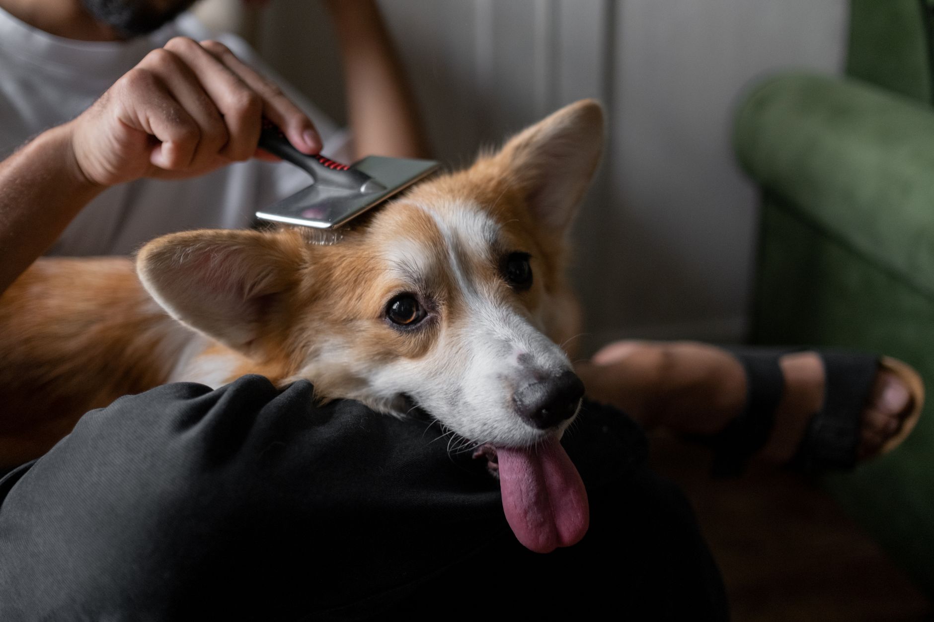 Comment assurer une hygiène adéquate pour son animal de compagnie ?