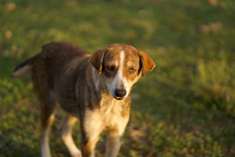 Pourquoi adopter des animaux vieillissants ?