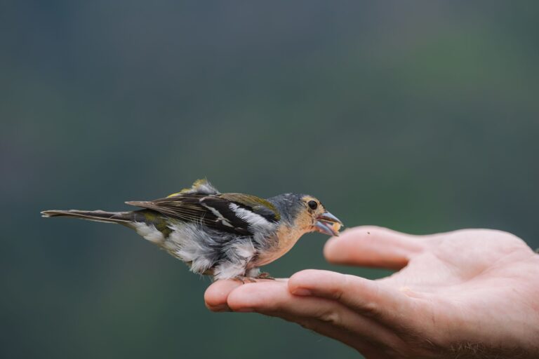 Pourquoi adopter un compagnon à plumes ?