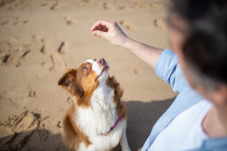 Comment développer une relation complice avec votre nouvel animal de compagnie ?