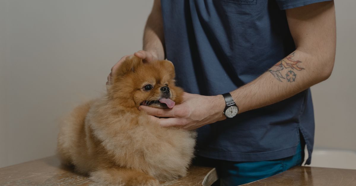 Comment préserver la santé et le bonheur de nos compagnons ? Comment préserver la santé et le bonheur de nos compagnons ?