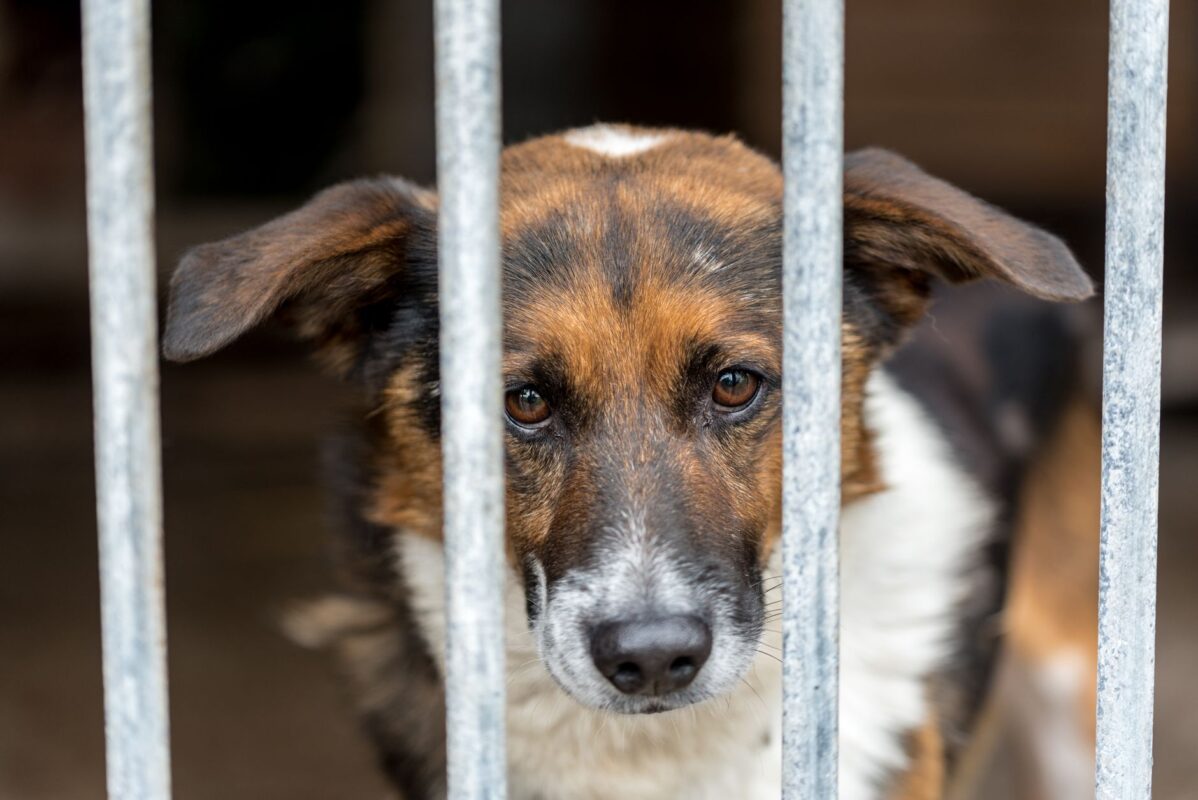 Adopter un animal en détresse : une source de joie inépuisable ?
