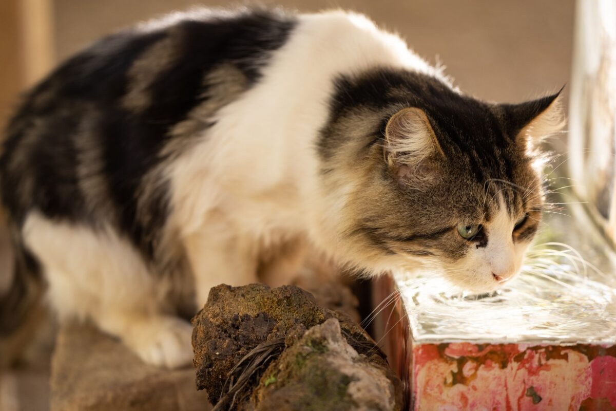 Votre chat boude son eau ? Le problème vient peut-être de la gamelle