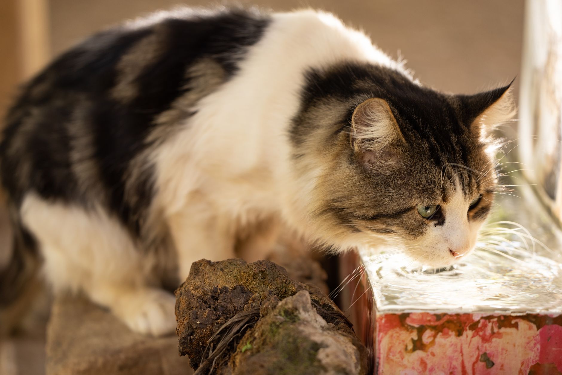 Votre chat boude son eau ? Le problème vient peut-être de la gamelle