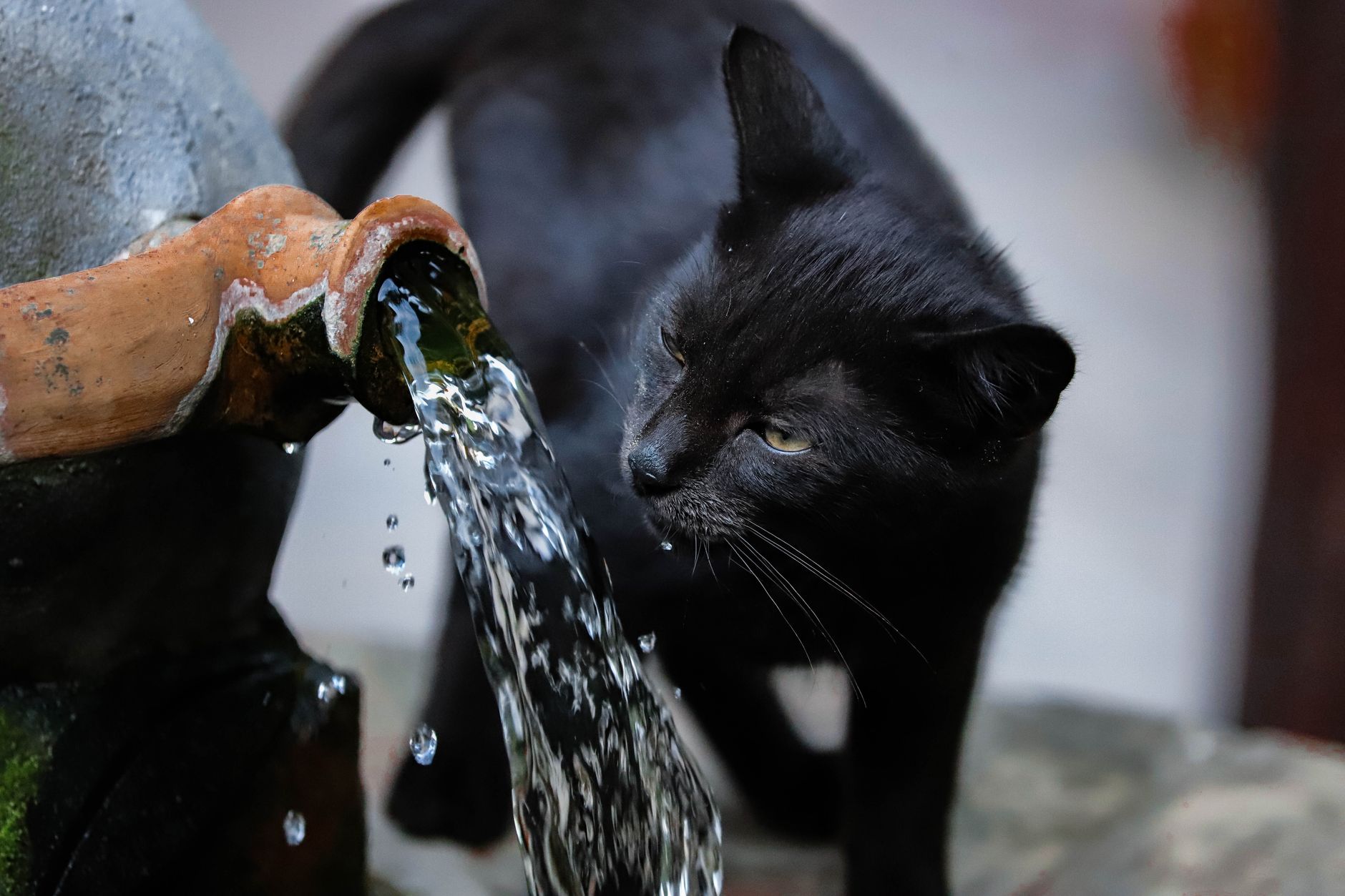 Chat noir regardant un filet d’eau couler d’un tuyau en terre cuite sur une fontaine en pierre.