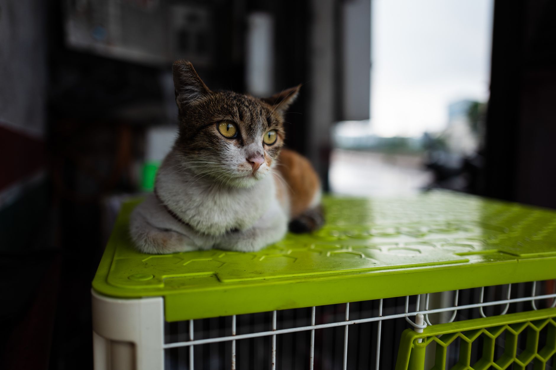 Chat tigré et blanc aux yeux jaunes, couché sur le dessus vert d’une cage grillagée blanche, regardant sur le côté.
