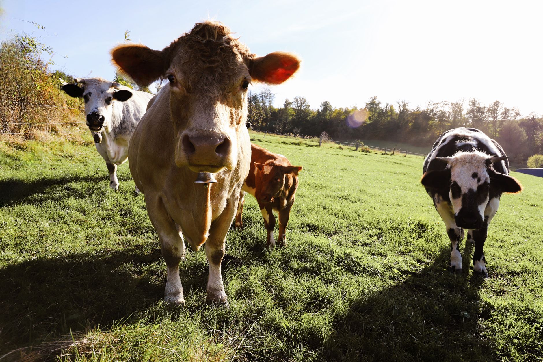 Des vaches dans un pré vert, au soleil.