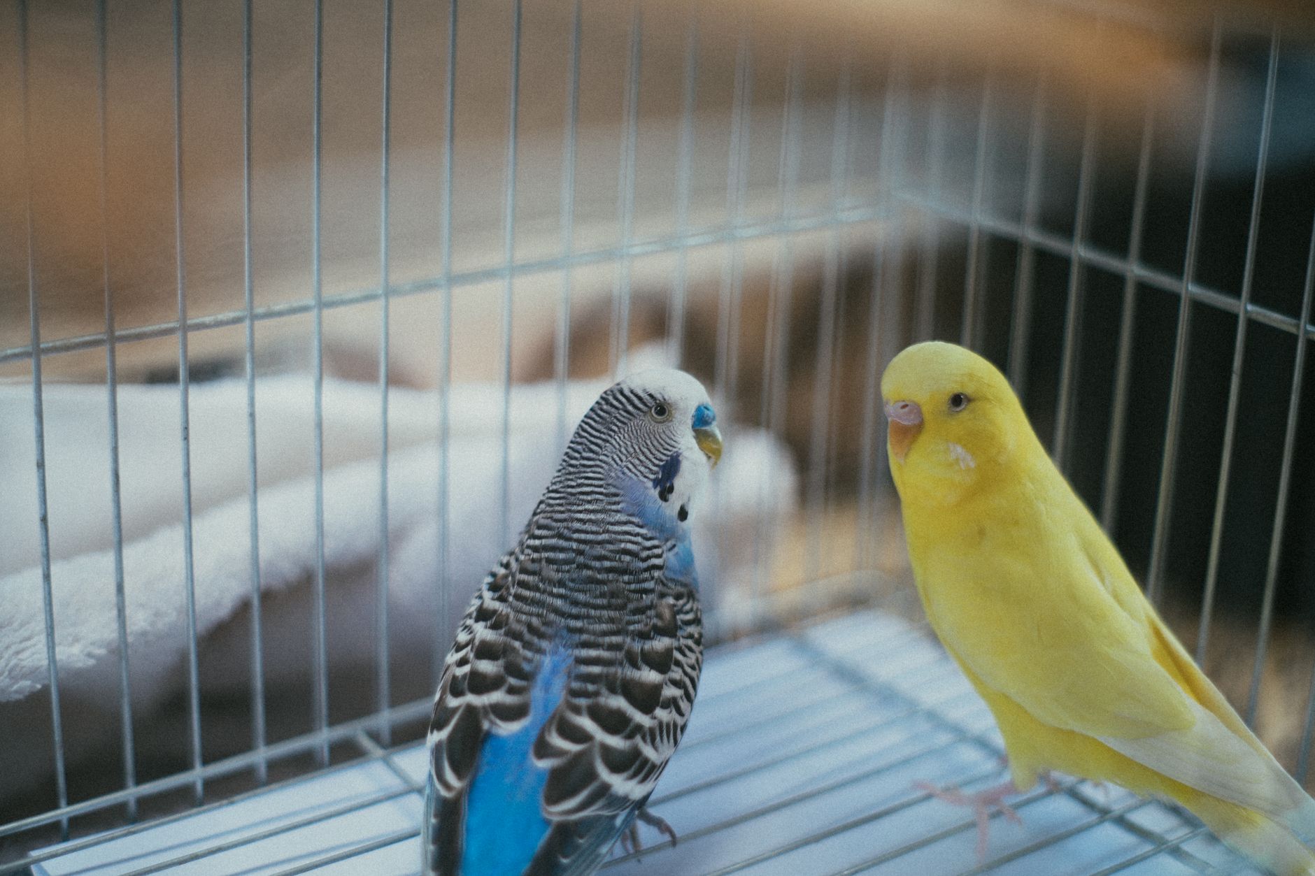 Deux perruches, une bleue et rayée, une jaune, posées dans une cage métallique à l’intérieur d’une pièce.