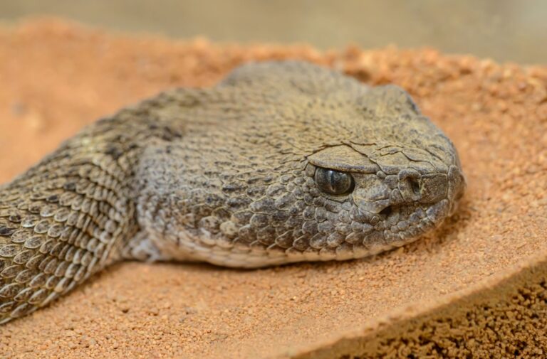 Les serpents ne sont pas sourds, ils écoutent avec leur mâchoire
