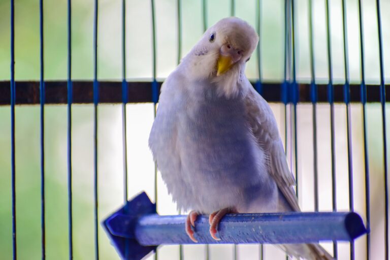 Un oiseau bruyant peut coûter 450 € à son propriétaire