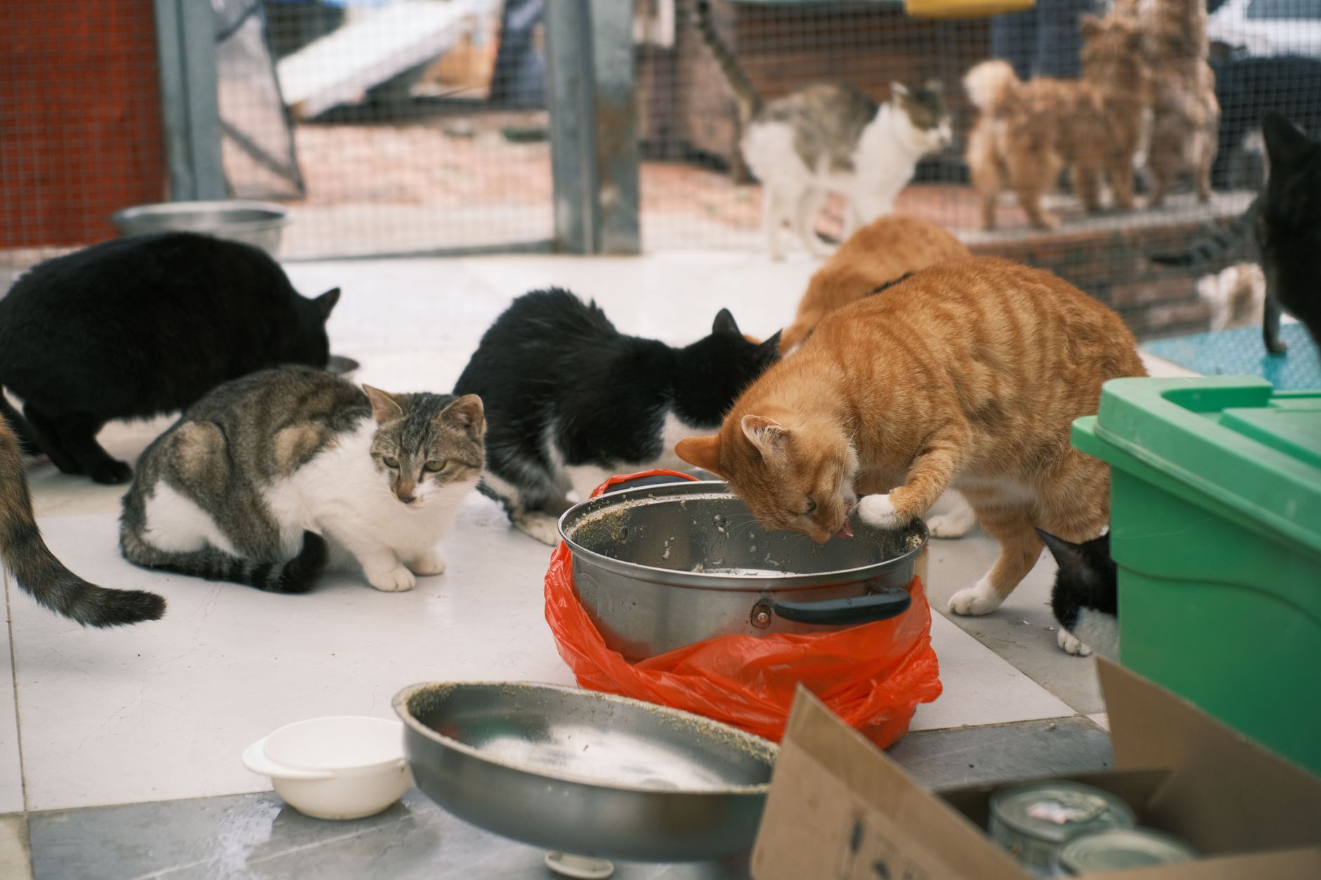Faute de place, les refuges ont refusé environ 84 000 chiens et chats en 2025