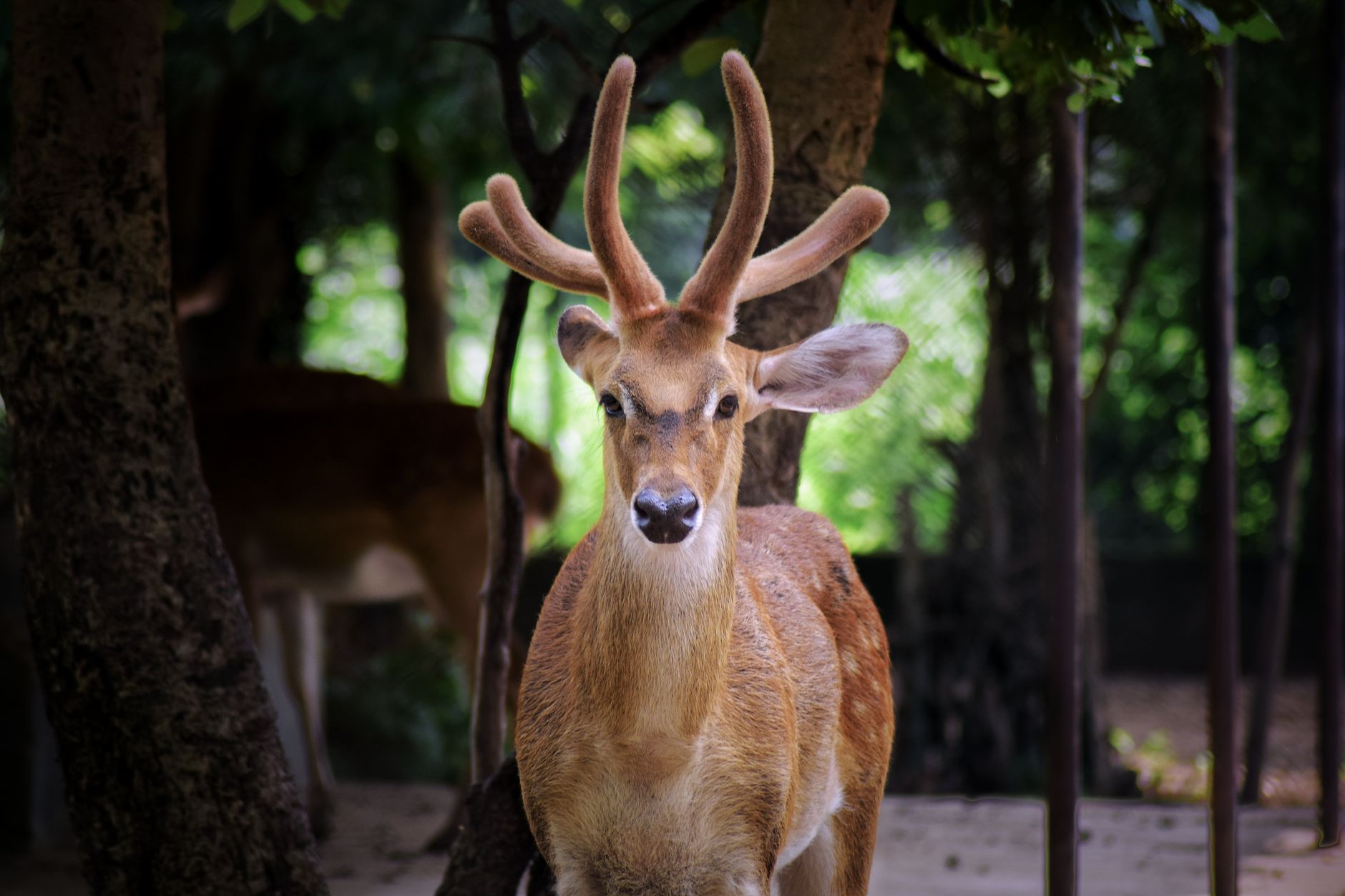 Portrait de face d’un cerf aux bois recouverts de velours debout parmi les arbres.