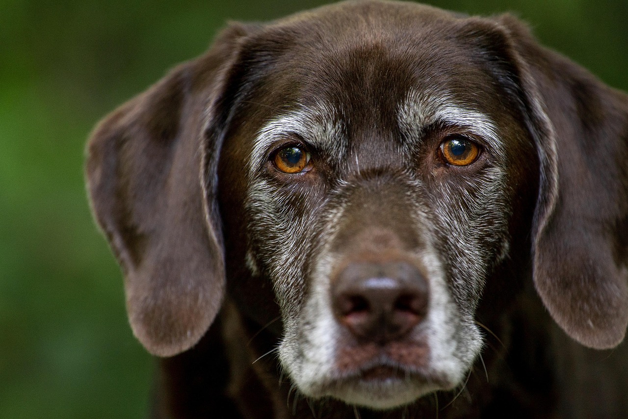 Portrait d’un labrador chocolat âgé au poil grisonnant autour du museau