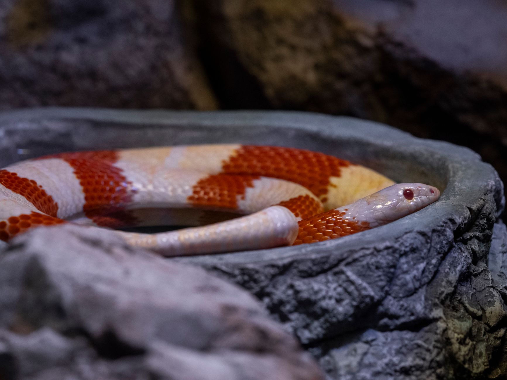 Serpent à bandes orange et crème, aux yeux rouges, lové dans un bol de pierre grise entouré de rochers.