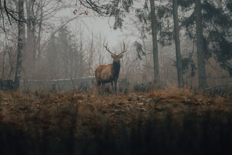 Dans le Comminges, le brame du cerf s’écoute en petit groupe avant de se chercher du regard