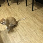 Bars à chats : ce qu’ils disent de notre rapport aux animaux