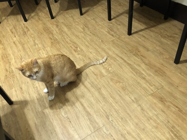 Bars à chats : ce qu’ils disent de notre rapport aux animaux