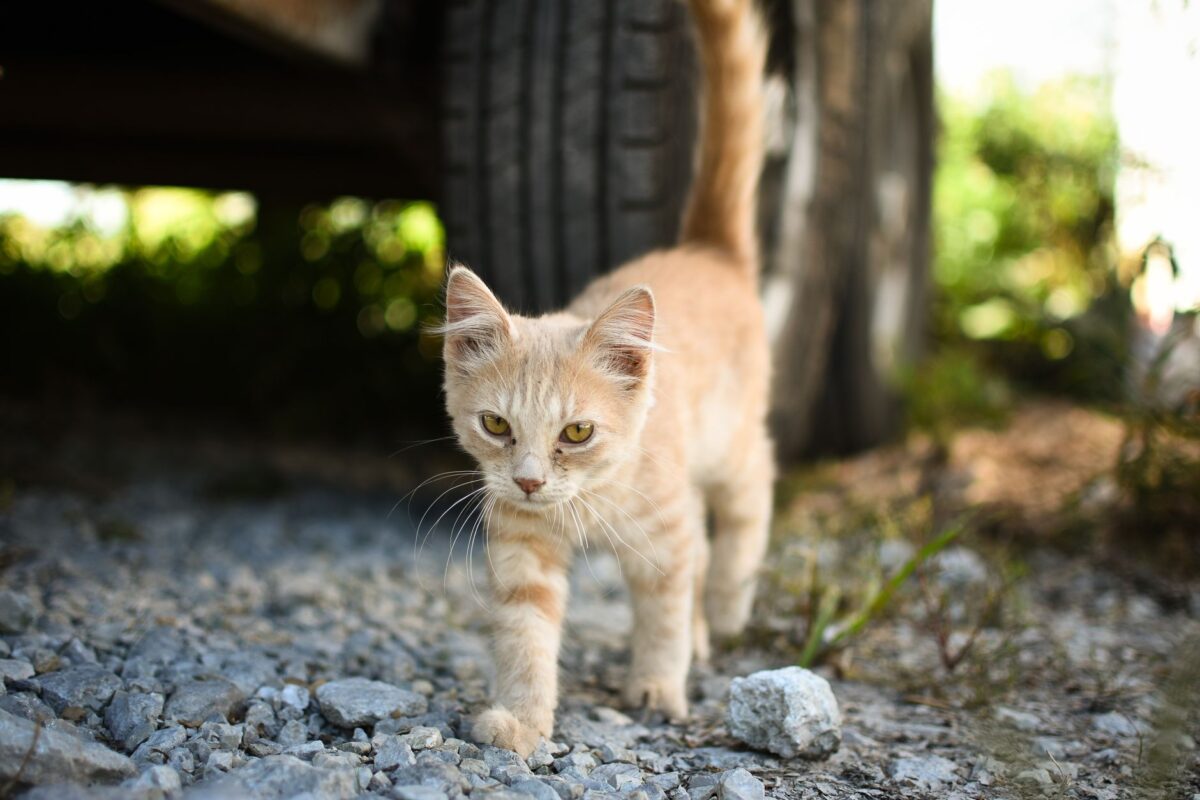 Une flaque d’antigel sous la voiture peut tuer votre chat en quelques heures