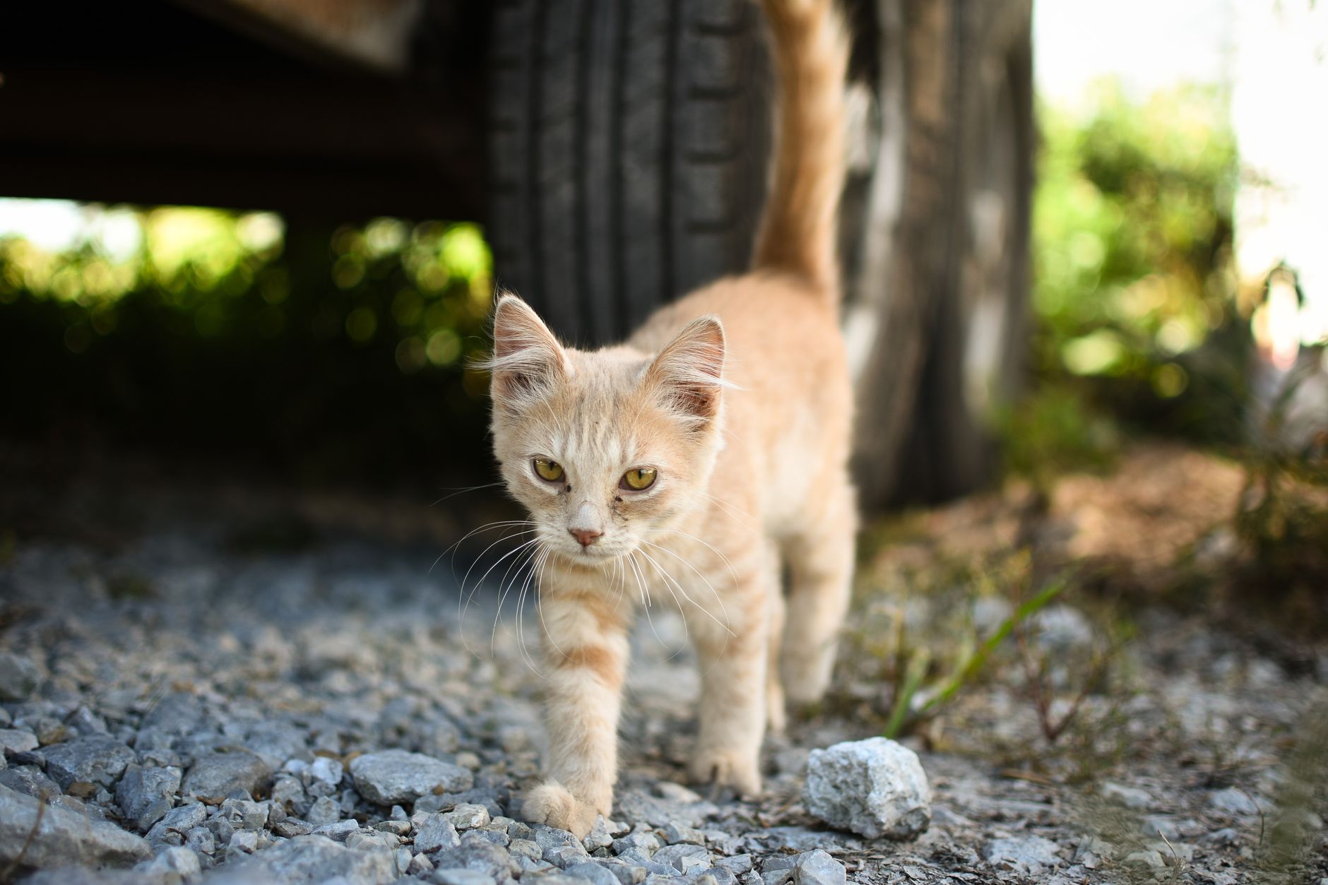 Une flaque d’antigel sous la voiture peut tuer votre chat en quelques heures