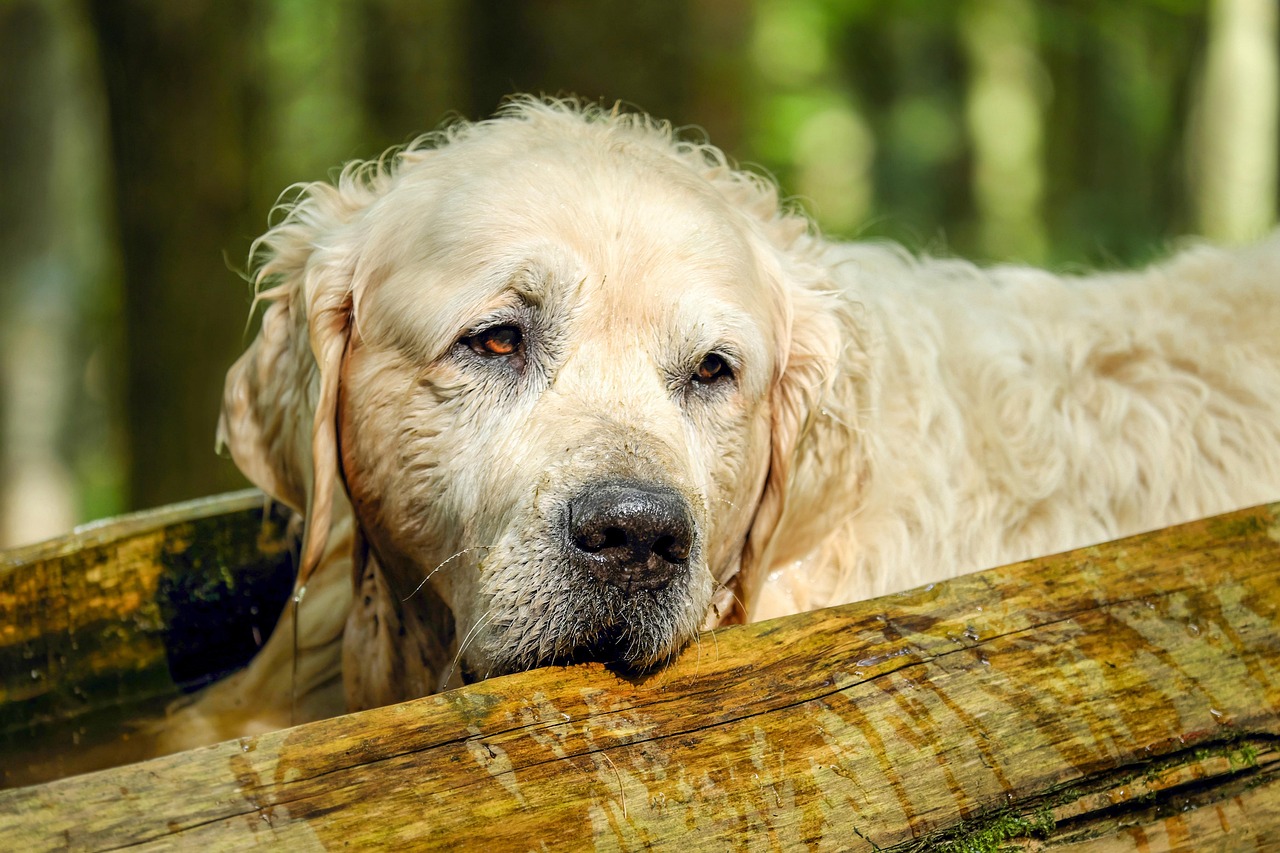L’histoire de Nikki et Philly éclaire les adoptions en duo de chiens âgés